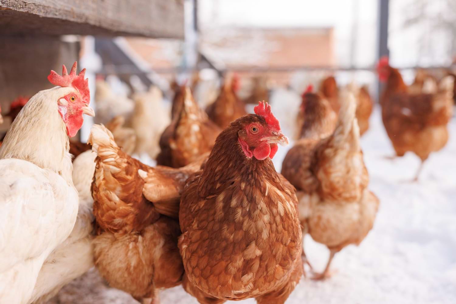 Wylęgarnia i Ferma Drobiu Krępiec